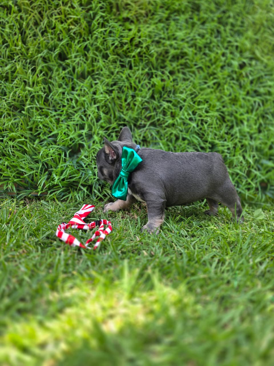 Available French Bulldog Puppy 6